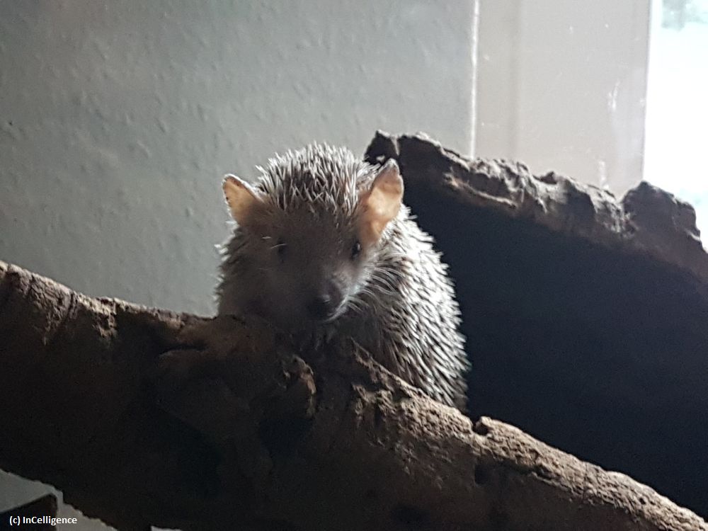 Igel-Tanrek Tenrek ERwachsen Portrait