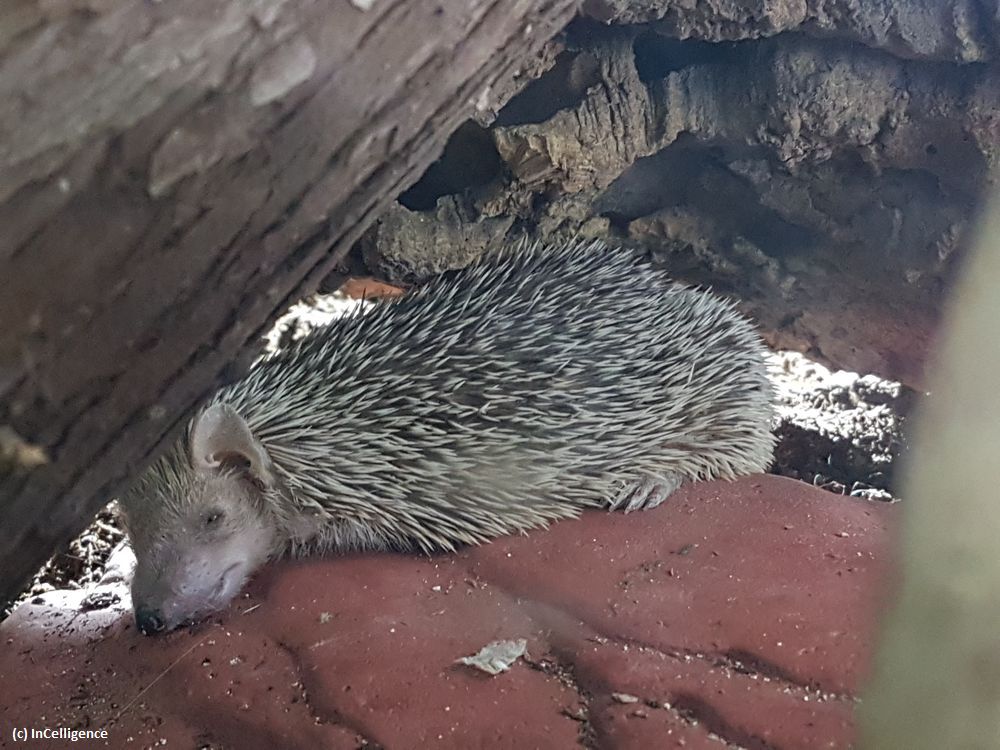 Igel-Tanrek Tenrek ERwachsen Wärmestein