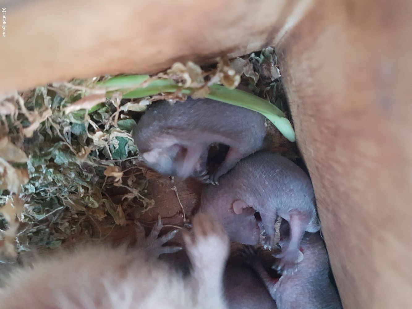 Igel-Tanrek Tenrek offspring Nachwuchs Geburt