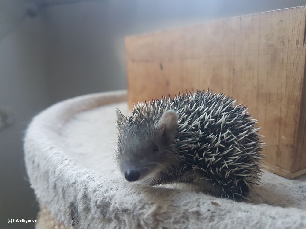 Igel-Tanrek_tenrek_Nachwuchs Tag 25