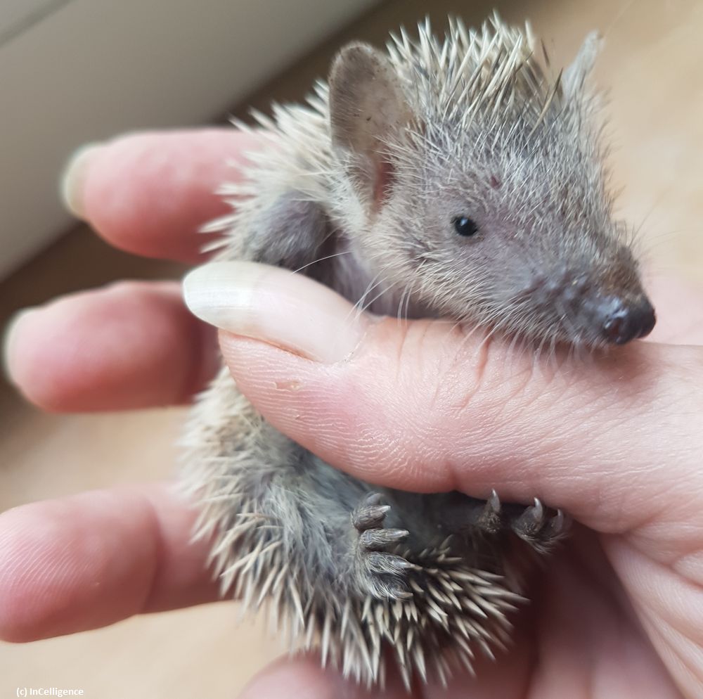 Igel-Tanrek Nachwuchs Tenrek Baby