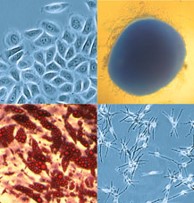 3D Zellkultur MSC Differenzierung