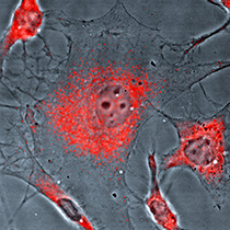 Fortbildung Kurse Zellkultur training oligodendrocyte
