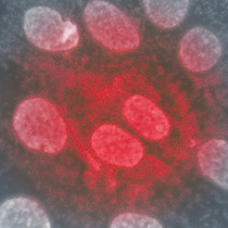 Mykoplasmen-Nachweis, Prävention und Eliminierungn Mycoplasma cell culture Training