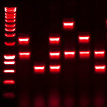 PCR und Primer Design RT-PCR Programme