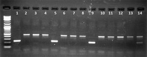 Mycoplasmen PCR Gel