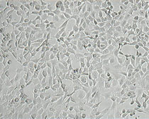 K41 Zellen
