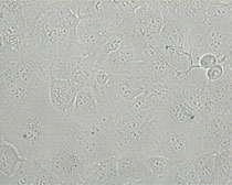 StF1 Zellen