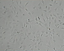 StF1 Zellen