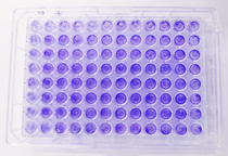 Multiwell Platte Eppendorf