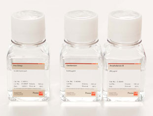 Antibiotika Zellkultur 